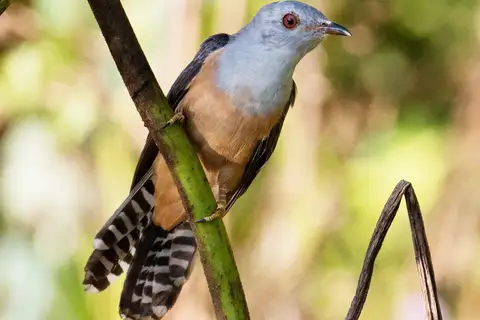 Plaintive Cuckoo
