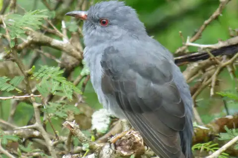 Grey-bellied Cuckoo