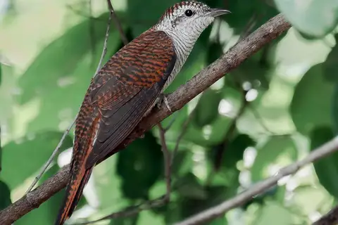 Banded Bay Cuckoo