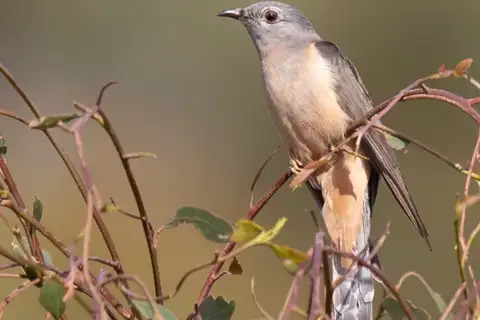 Sahul Brush Cuckoo
