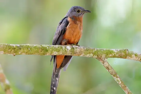 Sulawesi Brush Cuckoo