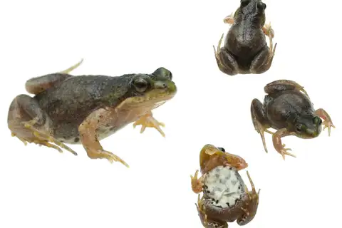 Klipheuwel Dainty Frog