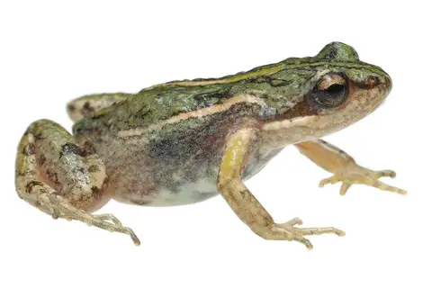 Southern Dainty Frog