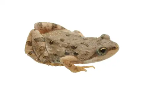 Boettger's dainty frog
