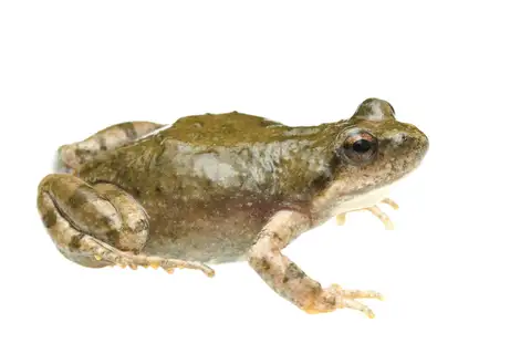 Karoo Caco