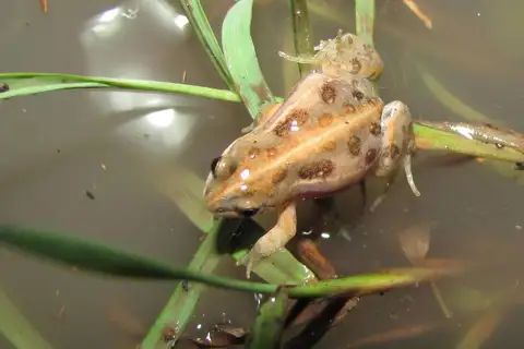 Plimpton's Dainty Frog