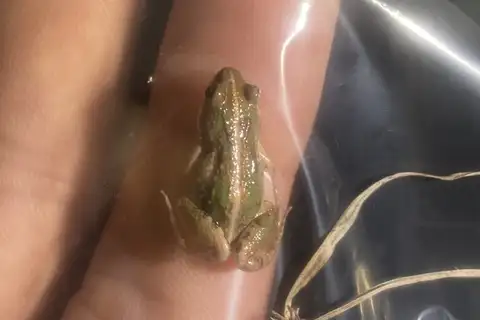 Rhythmic Dainty Frog