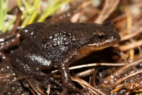 Hogsback Dainty Frog