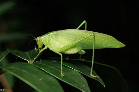 Australian Common Garden Katydid