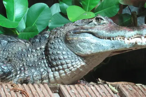 Spectacled Caiman