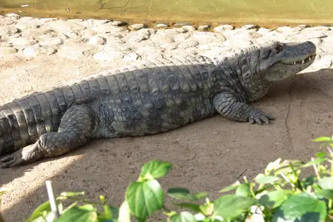 Broad-snouted Caiman