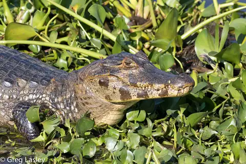 Yacare Caiman