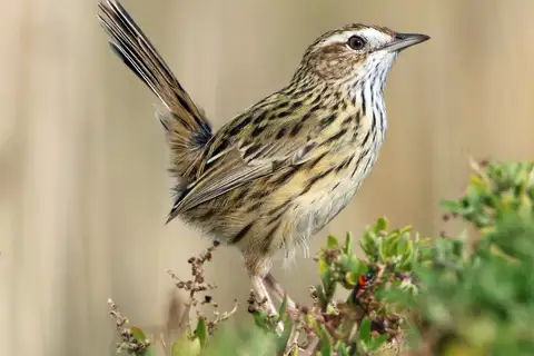 Striated Fieldwren
