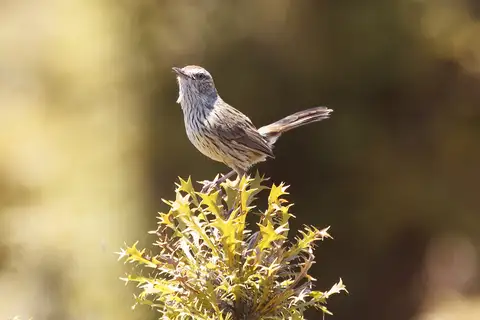 Western Fieldwren