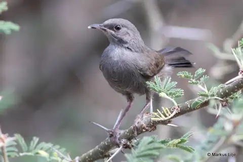 Grey Wren-Warbler