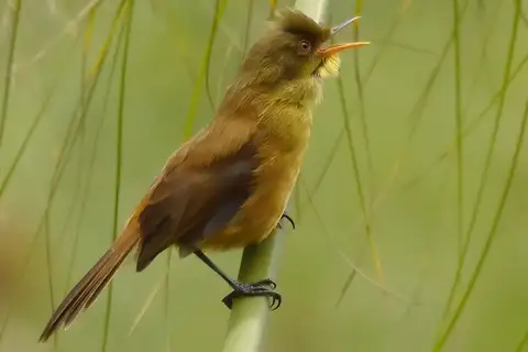 Papyrus Yellow Warbler