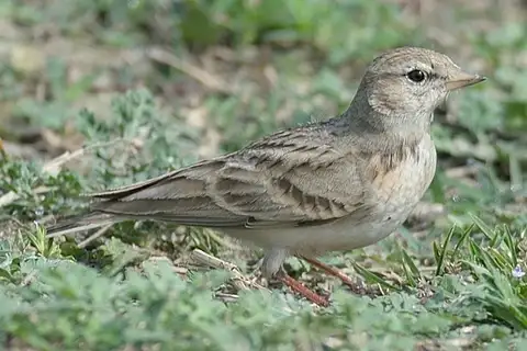 Hume's Short-toed Lark