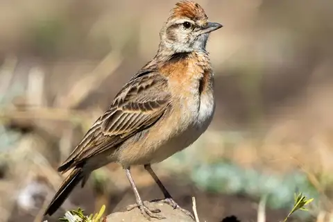 Blanford's Lark