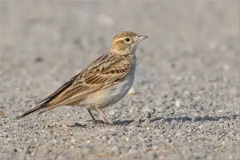 Greater Short-toed Lark