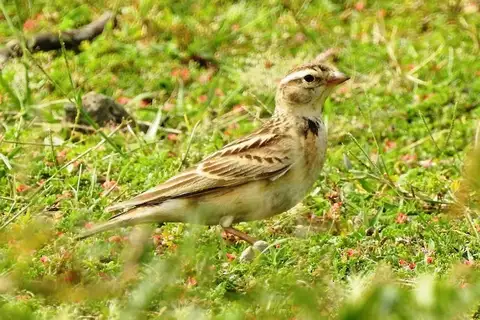Mongolian Short-toed Lark