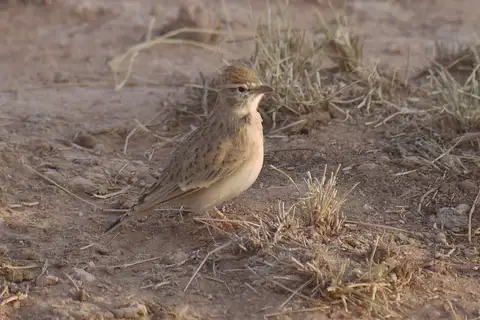 Rufous-capped Lark