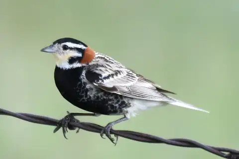 Chestnut-collared Longspur
