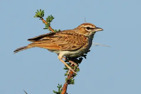 Fawn-colored Lark
