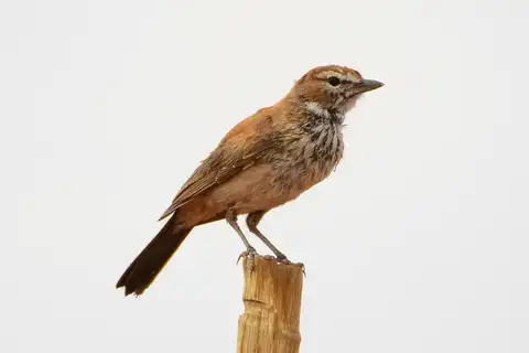 Red Lark