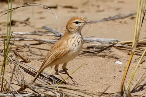 Dune Lark