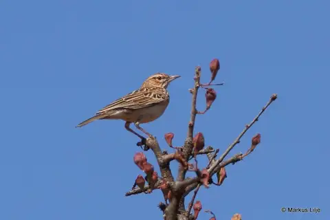 Gillett's Lark