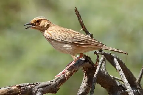 Pink-breasted Lark