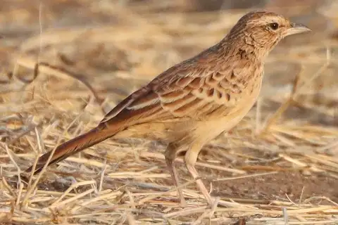 Rusty Bush Lark