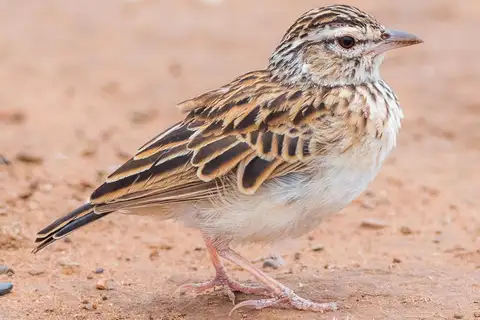 Sabota Lark