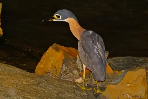 White-backed Night Heron