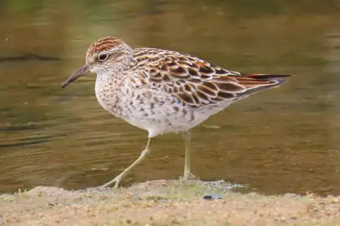 Sharp-tailed Sandpiper