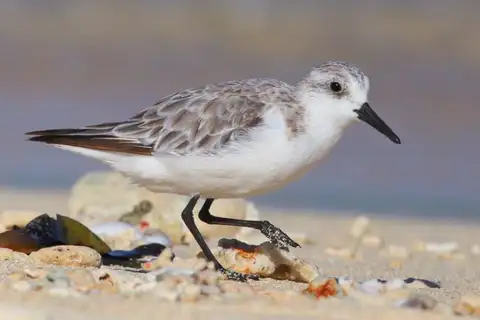 Sanderling