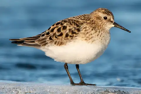 Baird's Sandpiper
