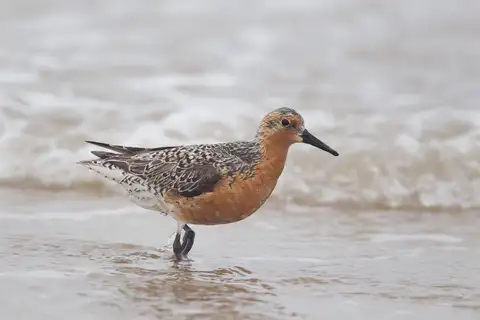 Red Knot