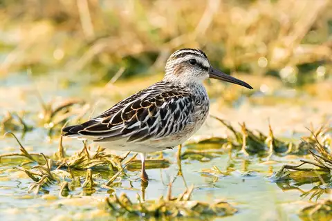 Broad-billed Sandpiper