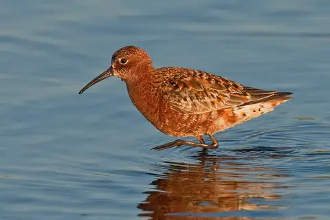 Curlew Sandpiper