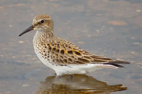 White-rumped Sandpiper