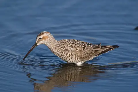 Stilt Sandpiper