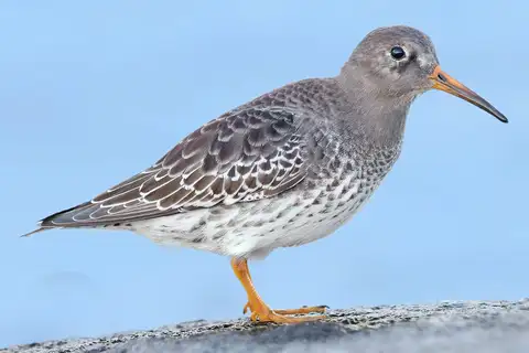 Purple Sandpiper
