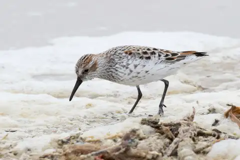 Western Sandpiper