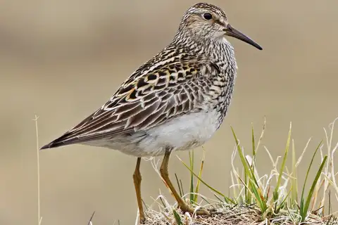 Pectoral Sandpiper