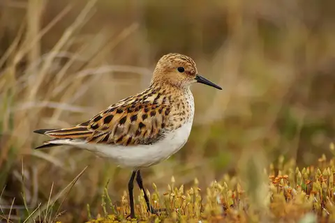 Little Stint