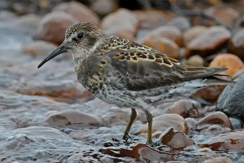 Rock Sandpiper