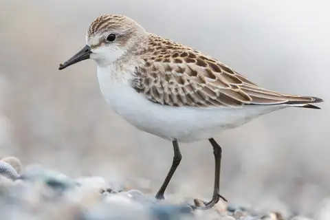 Semipalmated Sandpiper