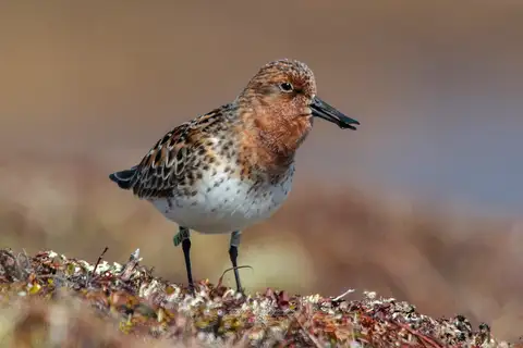 Spoon-billed Sandpiper