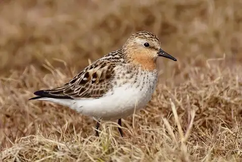 Red-necked Stint